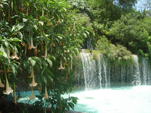 Resultado de imagen para que es la flora mexicana